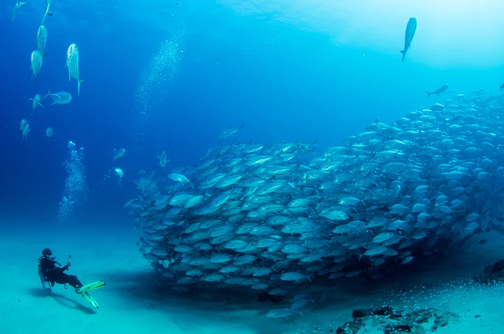 魚群探知